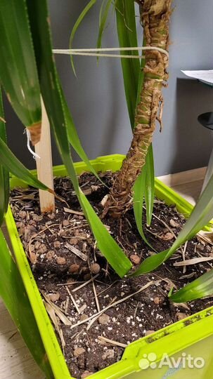 Пальма панданус в горшке