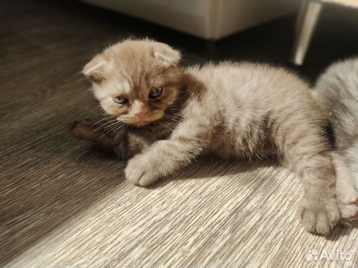 Вислоухие котята