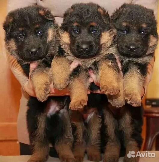 Щенки Немецкой овчарки