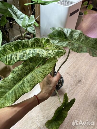 Филодендрон параисо верде