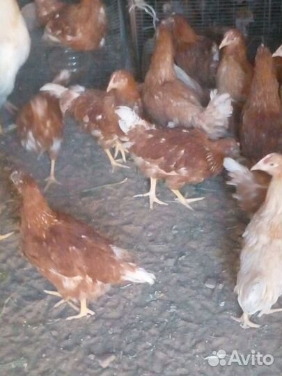 Куры молодки
