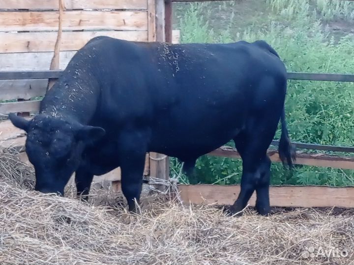 Бык на племя Абердин Ангус