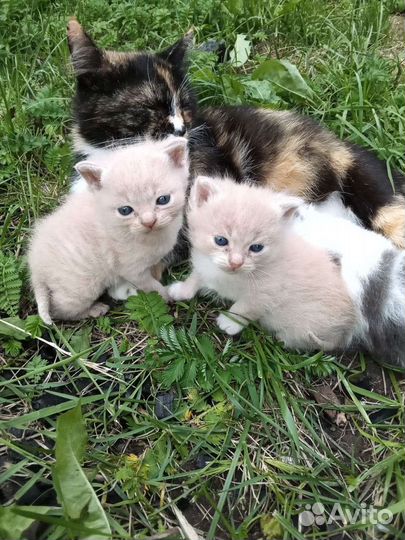 Котята отдам бесплатно