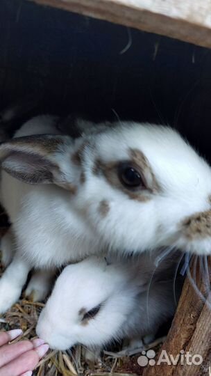 Домашние животные кролики