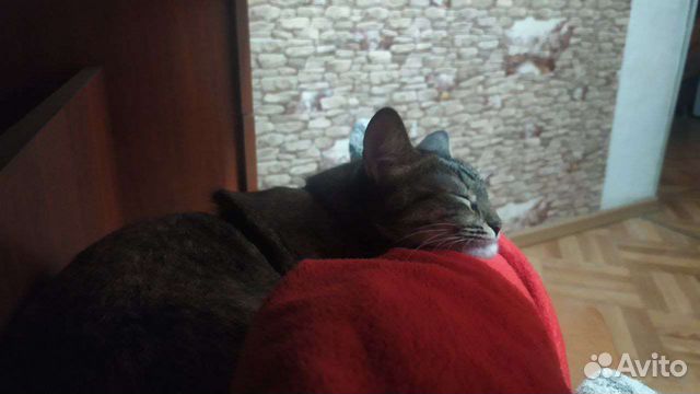 Отдам кошку в добрые руки