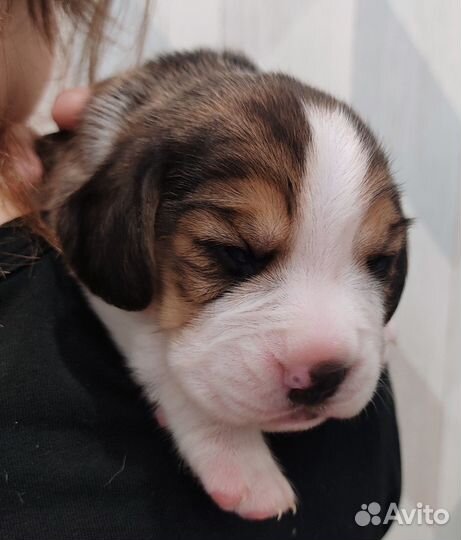 Щенки бигль