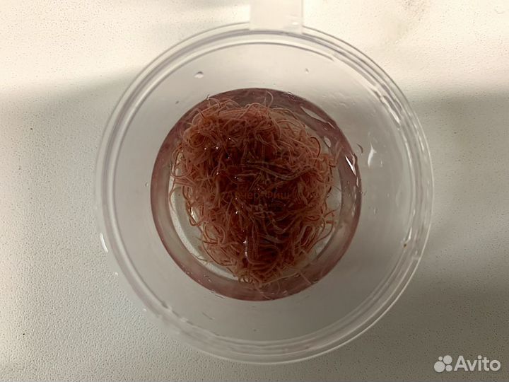 Аулофорус (водяная змейка) и Трубочник 