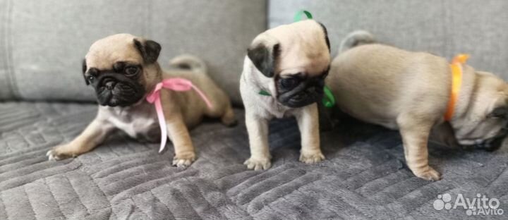 Щенки мопса мальчик девочка