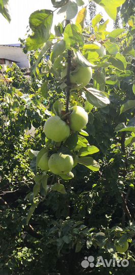 Яблоки Местные сорт Симеренко. На хранение. Много