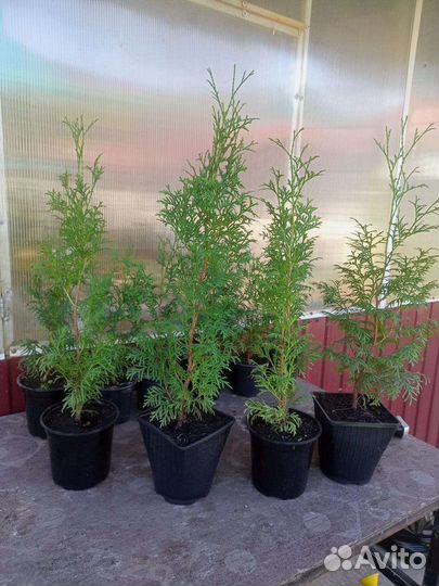 Туя смарагд