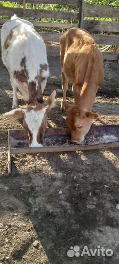 Коровы и телки
