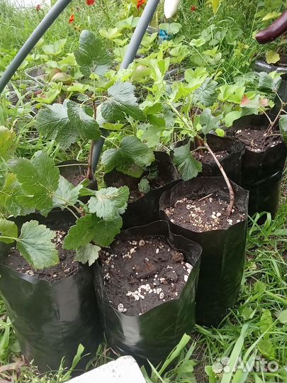 Саженцы йошты (гибрид крыжовника и смородины)