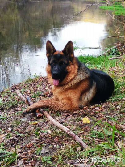 Немецкая овчарка вязка