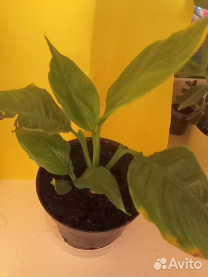 Специфилиум