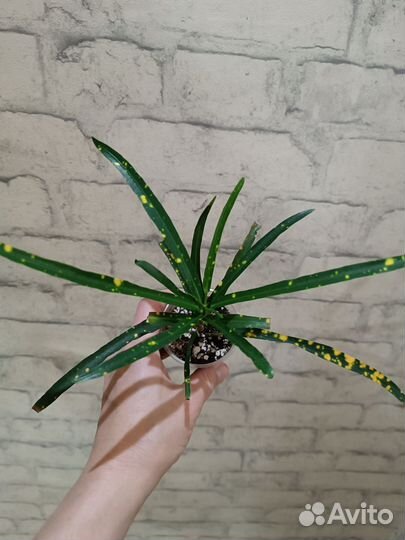 Кротон Пуктум Спот