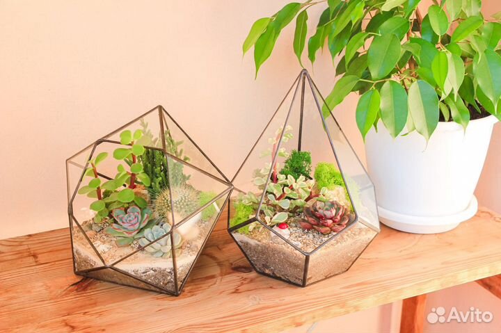 Флорариум суккуленты