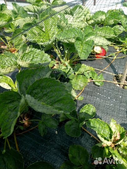 Сетка от птиц