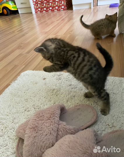 Котята