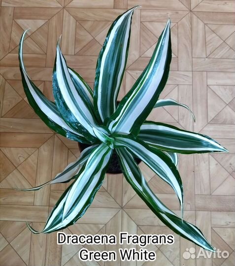 Драцена Фрагранс Грин Уайт/ Dracaena Green White