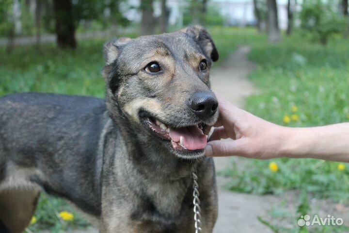 Добрая, обученная, спокойная, стерильная собака. П