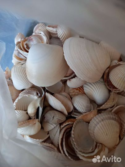 Ракушки