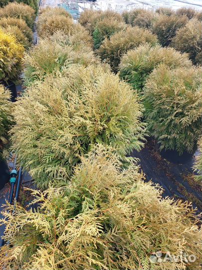 Чернозем черный,перегной сыпец 2г,доставлю,ЗИЛ 5т