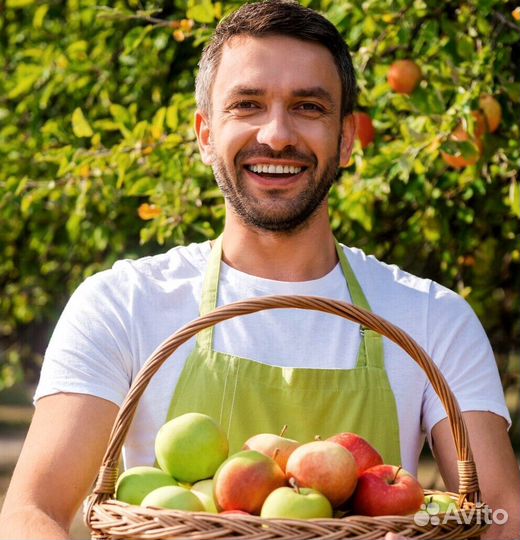 Требуется Сборщик яблок