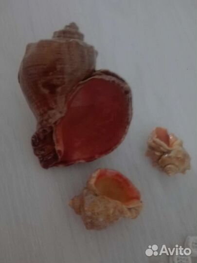 Набор ракушек