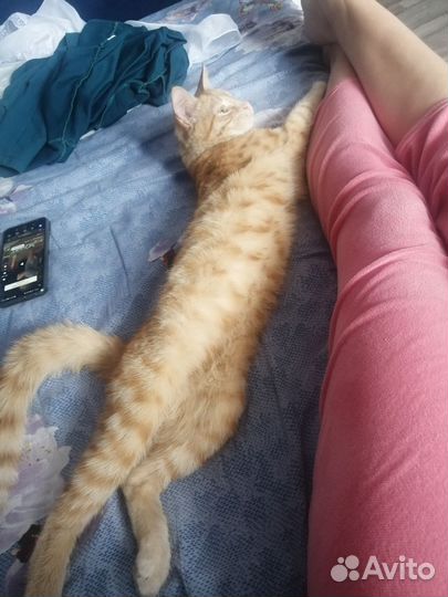 Котенок бесплатно