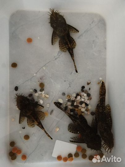 Сомики анциструсы