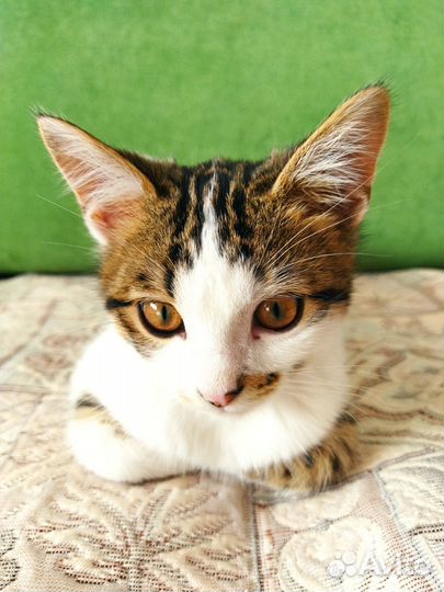 Котята отдам даром