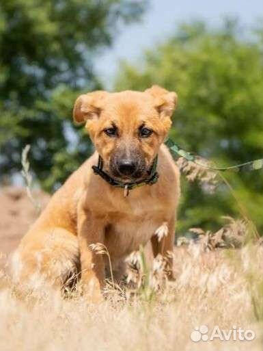 Собака щенок в добрые руки