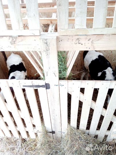 Продаю 2 тёлки