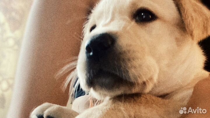 Щенки лабрадора