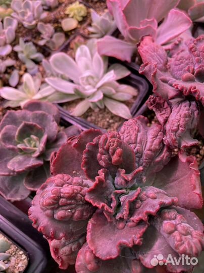 Редкие суккуленты