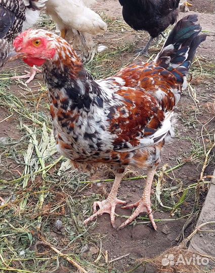 Петушки породистые