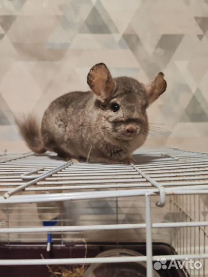 Продам шиншилу