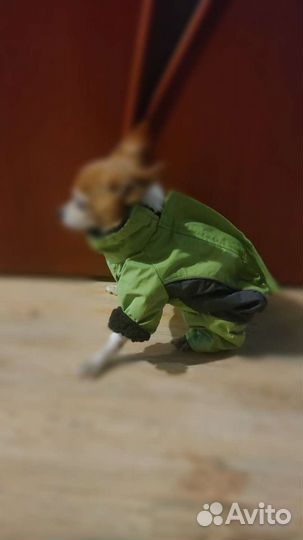 Одежда для собак мелких пород