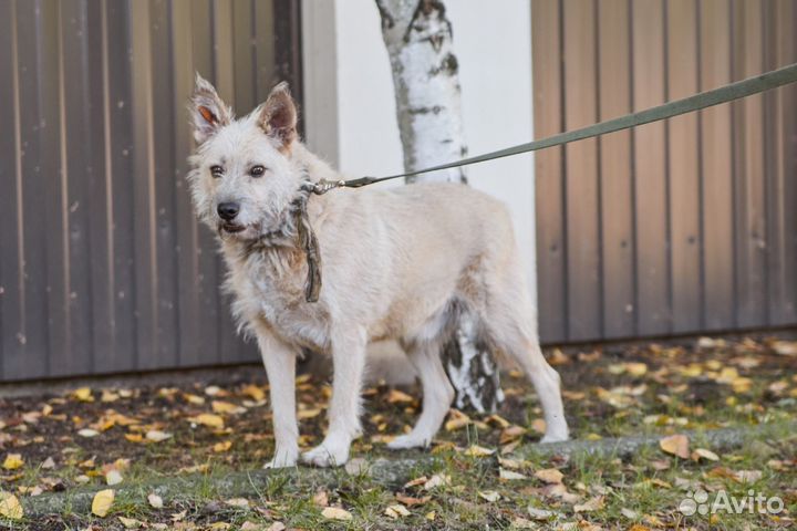 В добрые руки пес Брит