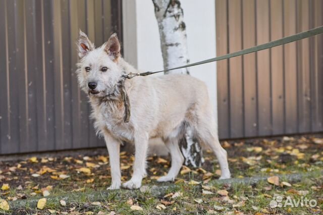 В добрые руки пес Брит