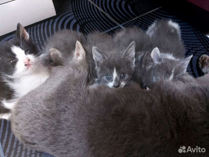 Кошка в дар