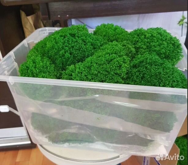 Яркий, сочный, насыщенный мох кочки