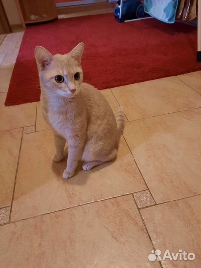 Рыжий кот