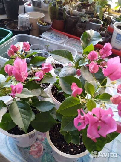 Бугенвиллия взрослая и детки