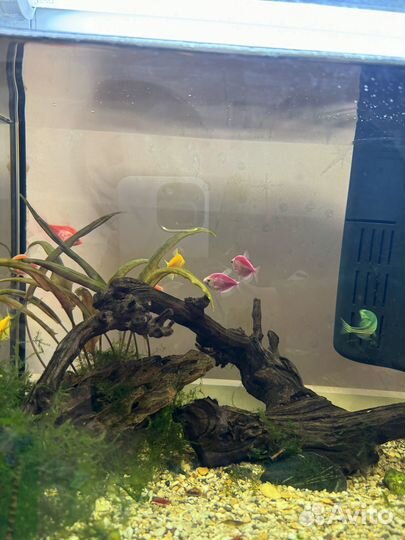 Аквариум с рыбками