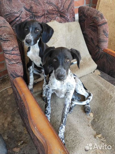 Щенки курцхаара