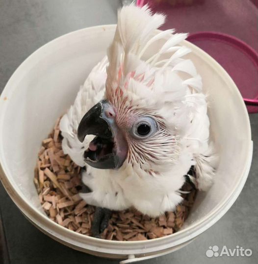 Какаду птенцы 4-5 мес