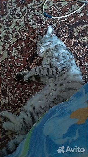 Кот в добрые руки