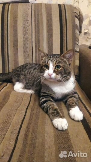 Отдам кота Матроскина