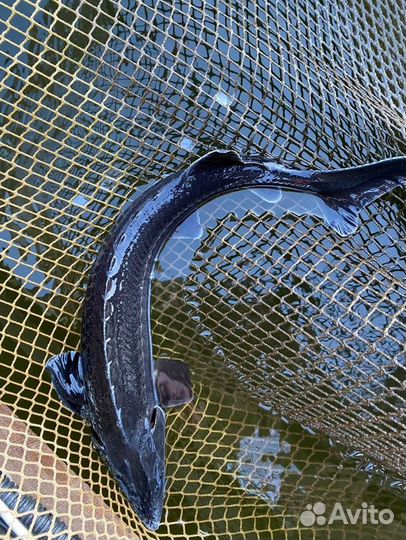 Садок для выращивания рыбы